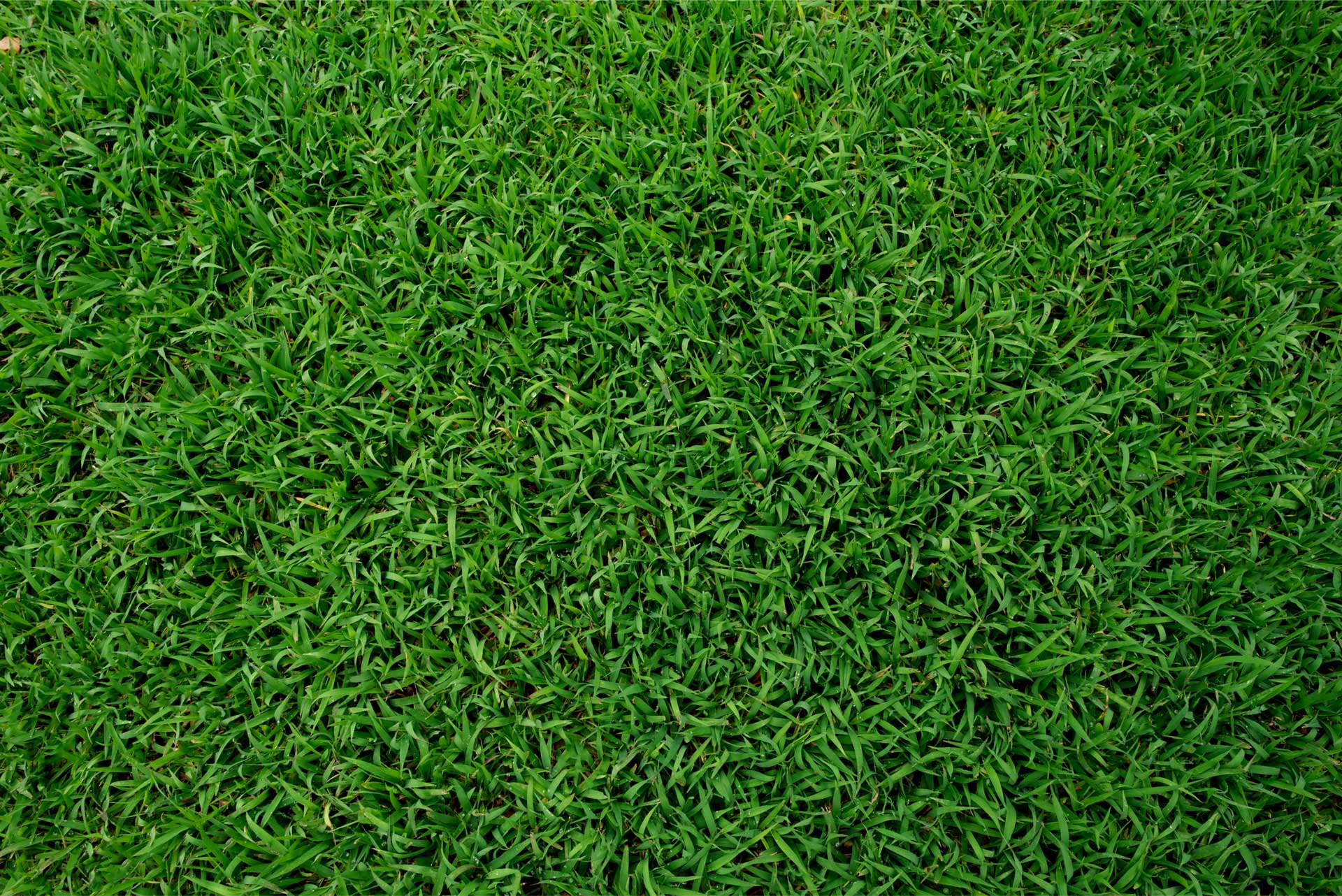 Experience the lush, vibrant lawns crafted by All Turf Lawn Care in Suwanee.