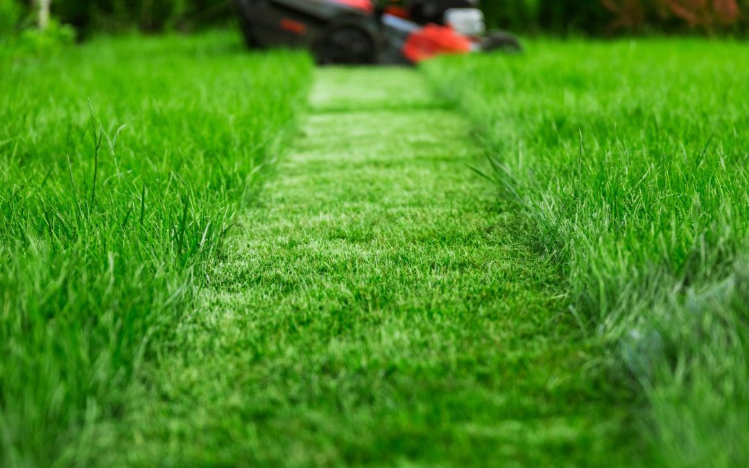 Elevate Your Lawn with All Turf Lawn Care Services in Suwanee